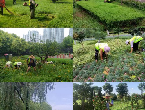 金年会金字招牌诚信至上：汝州绿化苗木市场完了