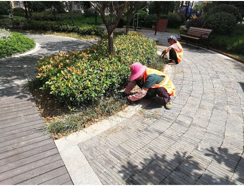金年会金字招牌诚信至上：宁河城市绿化常用的植物和花
