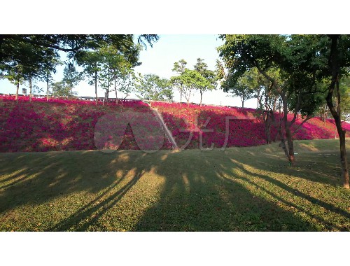 金年会金字招牌信誉至上：兴丰园林绿化工程中标公告