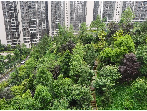 东台绿化批发市场