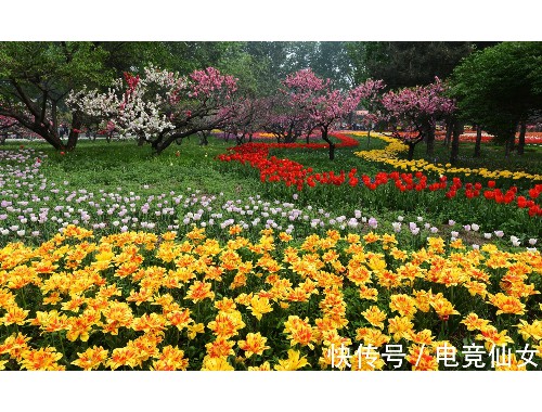 金年会金字招牌诚信至上：学校扩建绿化工程施工方案