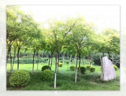 金年会金字招牌诚信至上：阳江城市绿化批发